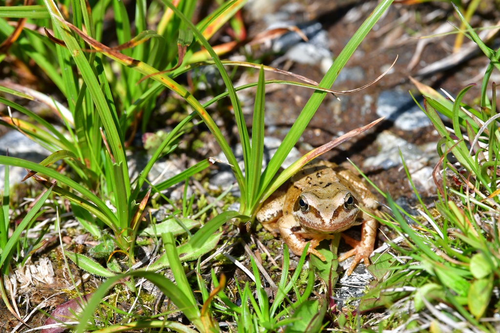 2019-08 Savoie/La Tuile/DSC_1598.JPG